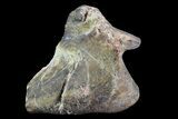 Dimetrodon Pterygoid Bone (Pair) - Texas Red Beds #69537-4